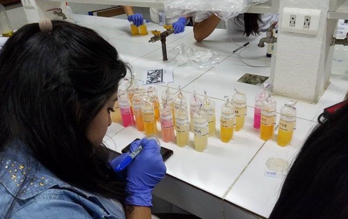 ambiental experiencia